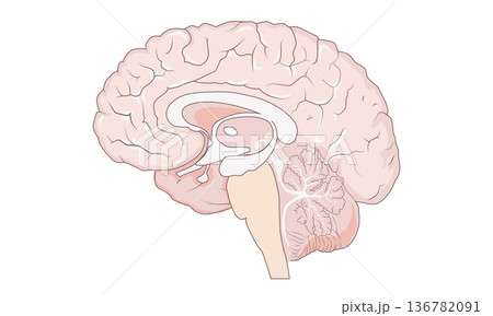 脳の断面図イラスト(側面・神経解剖学・脳構造) 脳の断面図イラスト(側面・神経解剖学・脳構造) 136782091