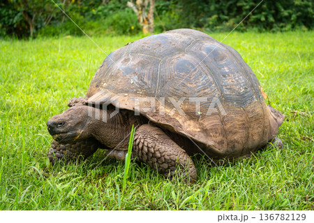 Galapagos giant tortoise walking on the grass of Santa Cruz island, Ecuador Galapagos giant tortoise walking on the grass of Santa Cruz island, Ecuador 136782129
