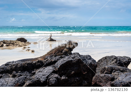 Marine iguana on rocks at Puerto Villamil beach, Galapagos, Ecuador 136782130