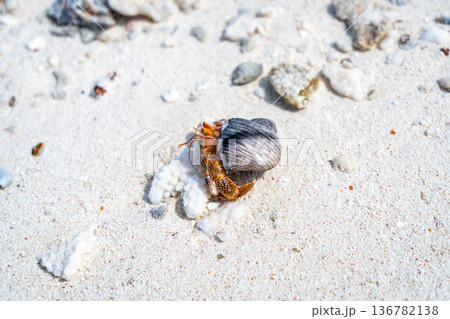 Hermit crab on a white sand beach in Maupiti, French Polynesia 136782138