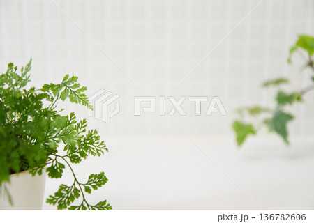 観葉植物のあるバスルームイメージ 136782606