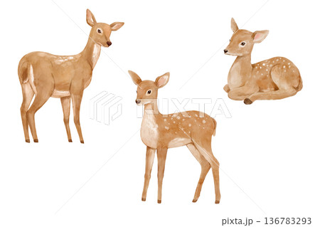 Watercolor realistic deer. Forest animal isolated illustration perfect for cards and nursery posters. 136783293