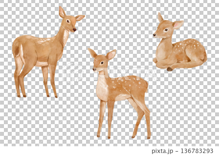 Watercolor realistic deer. Forest animal isolated illustration perfect for cards and nursery posters. 136783293