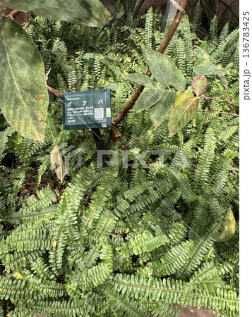 グアバの実 136783425