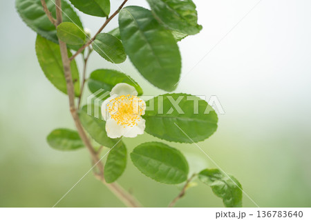 秋にひっそりと咲く白い花弁のお茶の花 136783640
