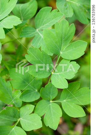 長命草・サクナ 長命草・サクナ 136783996