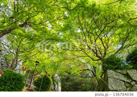 《佐賀県》唐津城へ続く階段 136784036