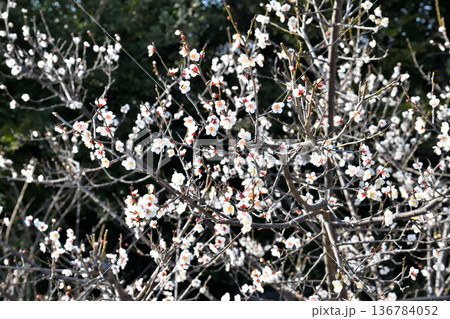 梅の花 梅の花 136784052