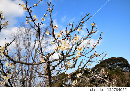 梅の花 136784055