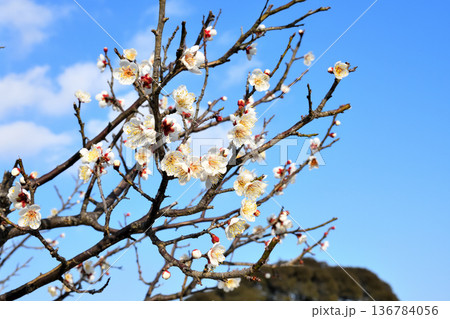 梅の花 梅の花 136784056