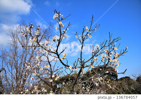 梅の花 梅の花 136784057