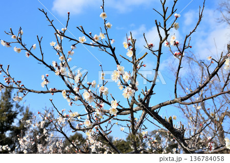 梅の花 136784058