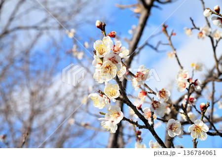 梅の花 136784061