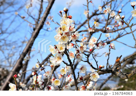 梅の花 136784063