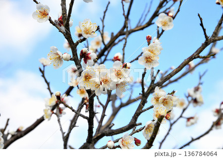 梅の花 梅の花 136784064