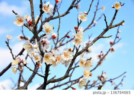 梅の花 梅の花 136784065
