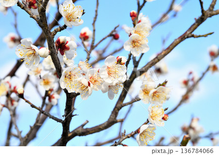 梅の花 136784066