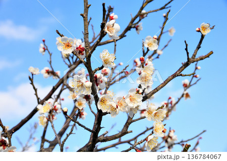 梅の花 梅の花 136784067