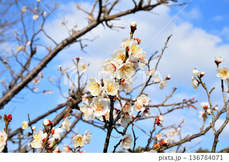 梅の花 梅の花 136784071