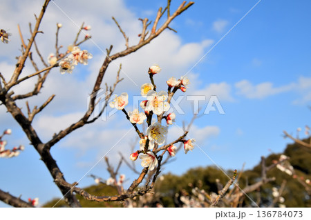 梅の花 梅の花 136784073