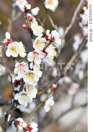 梅の花 136784075