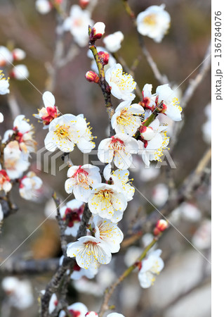 梅の花 梅の花 136784076