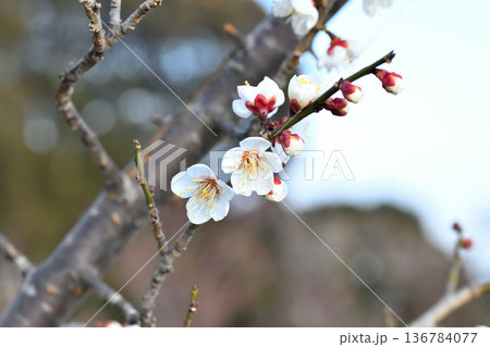 梅の花 梅の花 136784077