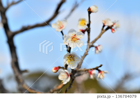 梅の花 梅の花 136784079
