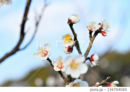 梅の花 梅の花 136784080