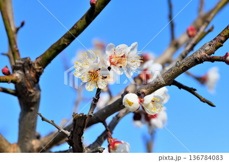 梅の花 梅の花 136784083