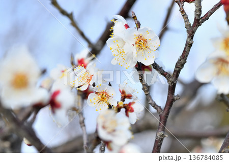 梅の花 136784085