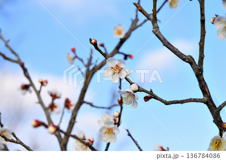 梅の花 136784086