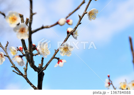 梅の花 136784088