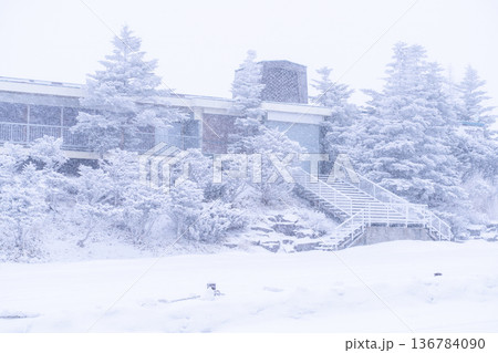 《長野県》霧氷の原生林・冬の霧ヶ峰高原 136784090