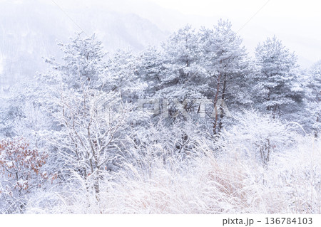 《長野県》霧氷の原生林・冬の霧ヶ峰高原 136784103