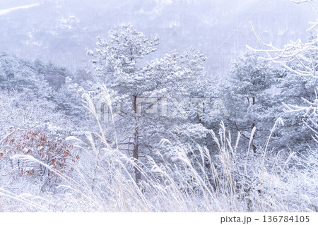 《長野県》霧氷の原生林・冬の霧ヶ峰高原 136784105