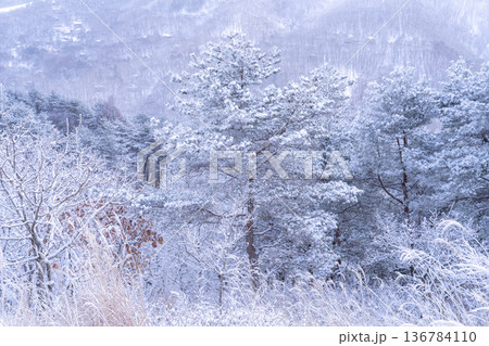 《長野県》霧氷の原生林・冬の霧ヶ峰高原 136784110
