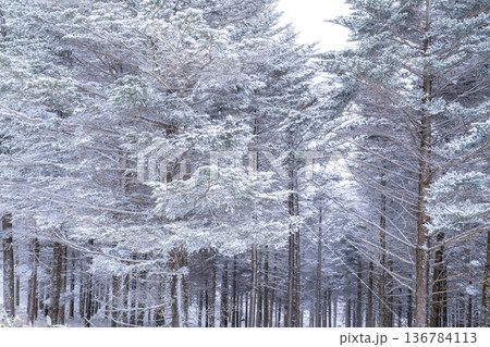 《長野県》霧氷の原生林・冬の霧ヶ峰高原 《長野県》霧氷の原生林・冬の霧ヶ峰高原 136784113