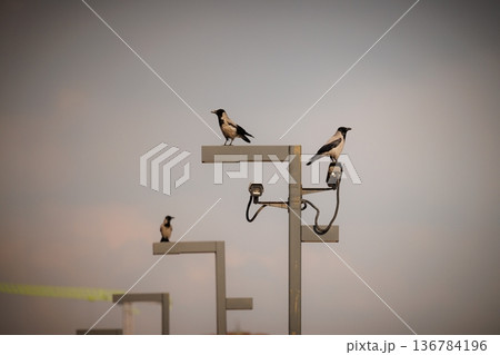 Three birds perched on poles against a serene sky at dusk, capturing a tranquil moment in nature Three birds perched on poles against a serene sky at dusk, capturing a tranquil moment in nature 136784196