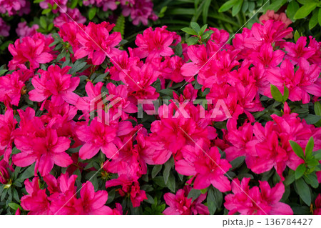 Azalea bud flower. Rhododendron plant in garden Azalea bud flower. Rhododendron plant in garden 136784427