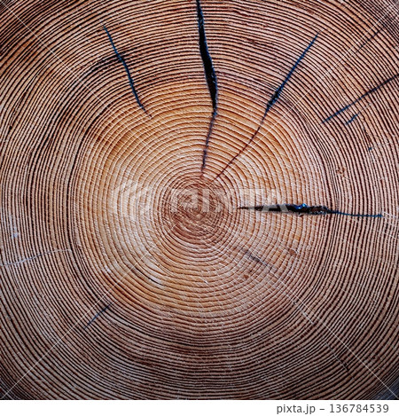 《AI画像》木の年輪のクローズアップ 136784539