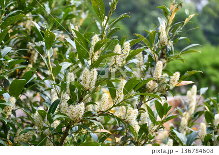 セイヨウバクチノキ　Cherry Laurel 136784608