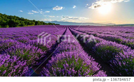 A breathtaking sunset paints the sky over a purple lavender field in rural Provence, France, where blooming flowers create a beautiful summer landscape across the vast agricultural farm meadow 136784657
