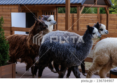 Llamas wander gracefully through a cozy wooden enclosure on a serene afternoon Llamas wander gracefully through a cozy wooden enclosure on a serene afternoon 136784907