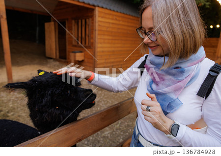 Woman gently petting a friendly black alpaca at a charming farm during a sunny afternoon Woman gently petting a friendly black alpaca at a charming farm during a sunny afternoon 136784928