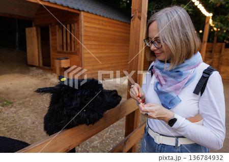 Woman feeding a friendly black alpaca at a cozy farm during a lively evening gathering under twinkling lights Woman feeding a friendly black alpaca at a cozy farm during a lively evening gathering under twinkling lights 136784932