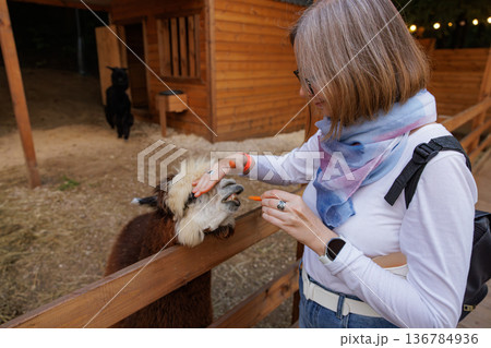 Enjoying a peaceful moment with a friendly llama at a cozy farm in the evening light 136784936
