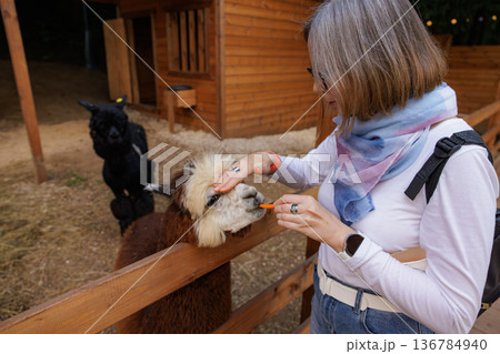 Enjoying a close encounter with friendly llamas in a cozy animal sanctuary during a sunny afternoon 136784940