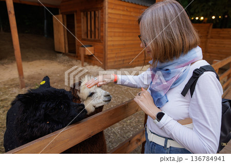 Enjoying a peaceful moment with friendly alpacas at a tranquil farm in the late afternoon 136784941