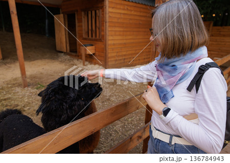 Engaging with fluffy friends at a cozy farm during a sunny afternoon 136784943